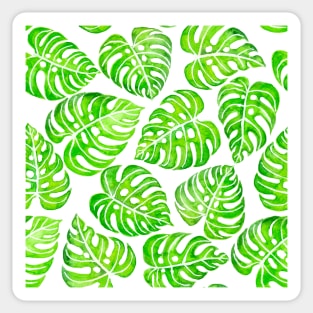 Monstera leaves watercolor Sticker